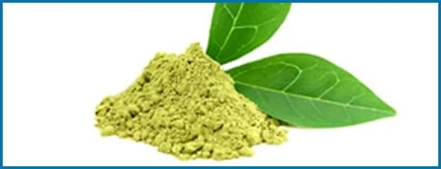 Gymnema Sylvestre ingredient used in Blood Sugar Blaster