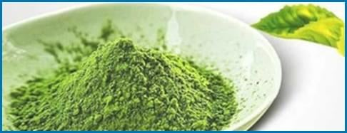 White Mulberry ingredient used in Blood Sugar Blaster